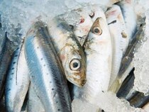 【第34回三津の朝市「旬・鮮・味まつり」】 新鮮魚介と地元の魅力があふれる特別な朝！ 松山市公設水産地方卸売市場で味わう秋の贅沢（愛媛/松山市）