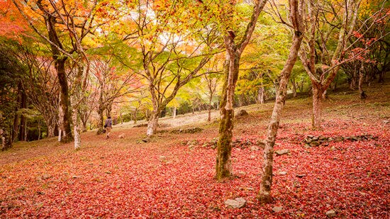 【2025年開催】新谷もみじまつり|大洲・稲荷山公園の紅葉が彩る秋の絶景スポット!