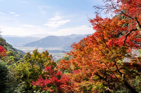 愛媛・大洲の紅葉名所!白滝公園で楽しむ「白滝もみじフェスティバル」2025|滝まつり&るり姫まつりも開催