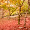 【2025年開催】新谷もみじまつり｜大洲・稲荷山公園の紅葉が彩る秋の絶景スポット！