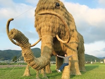 【わらマンモスまつり 愛媛/西予市】 SNSで話題！「わらマンモス」とグルメを満喫しよう