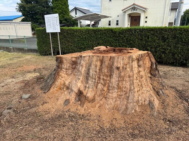 伐採されたユーカリ樹の切り株