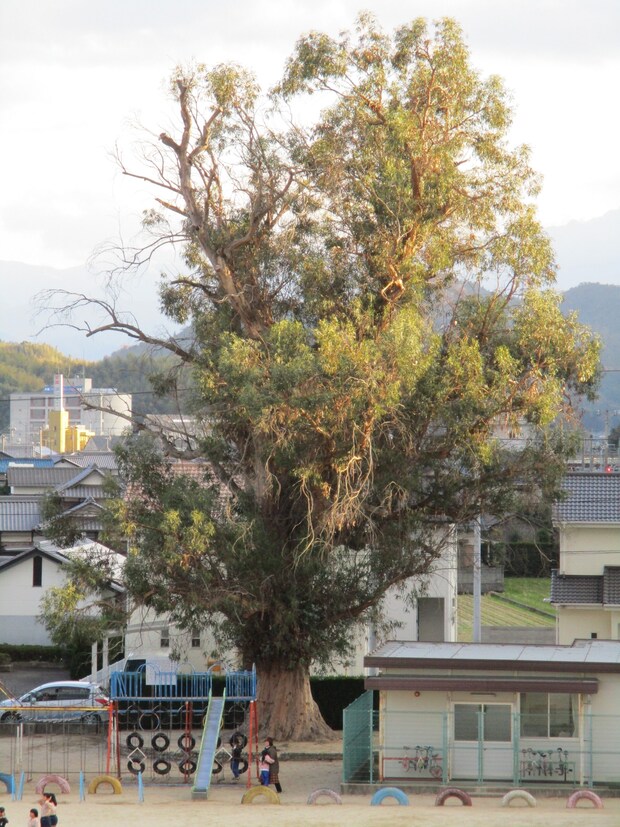 124年の天寿を全うしたユーカリ樹(枯死する前の状態)