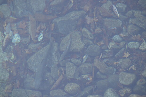 面河渓の紅葉写真　2025年11月15日　午前中に撮影