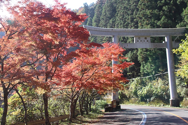 石鎚スカイライン入口の鳥居と紅葉写真　2025年11月15日　午前中に撮影