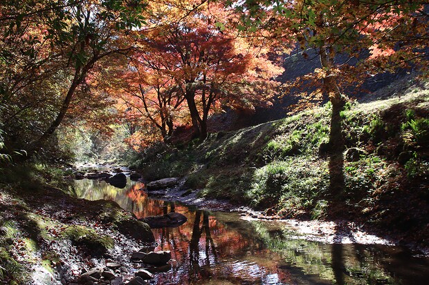 古岩屋の紅葉写真　2025年11月15日　午前中に撮影