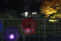 【二之丸庭園 光の庭園】に行ってきた！夜の紅葉と光が織りなす幻想的な秋の夜