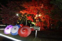 【二之丸庭園 光の庭園】に行ってきた！夜の紅葉と光が織りなす幻想的な秋の夜