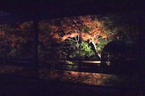 【愛媛の絶景】長建寺の紅葉ライトアップに行ってきた！幻想的な夜のリフレクション体験