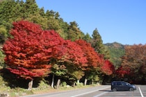 【体験レポ】久万高原 紅葉狩りドライブ！面河渓から見頃を迎えた古岩屋まで絶景めぐり