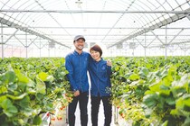 【井上苺園 愛媛/今治市】 瀬戸内で育った特別な4種のいちごの食べ比べ体験［愛媛でいちご狩り］