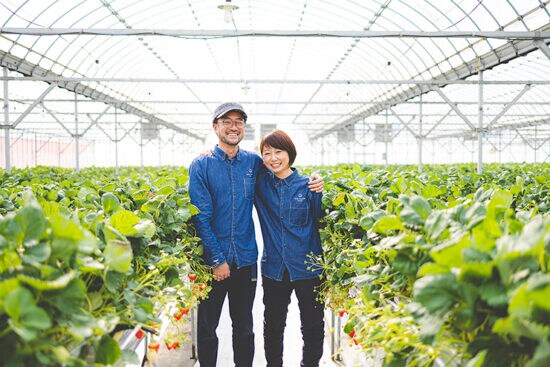 【井上苺園 愛媛/今治市】 瀬戸内で育った特別な4種のいちごの食べ比べ体験［愛媛でいちご狩り］