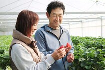 【川本いちご園 愛媛/大洲市】 のどかな雰囲気で完熟いちごを存分に満喫［愛媛でいちご狩り］