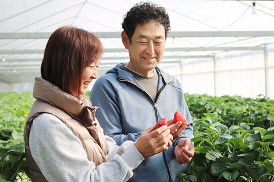 【川本いちご園 愛媛/大洲市】 のどかな雰囲気で完熟いちごを存分に満喫［愛媛でいちご狩り］