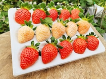 【ゆきもと農園 いちご狩り 愛媛/西条市】 愛媛の自然で育った6種のいちごを食べ比べよう!［愛媛でいちご狩り］