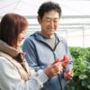 【川本いちご園 愛媛/大洲市】 のどかな雰囲気で完熟いちごを存分に満喫［愛媛でいちご狩り］