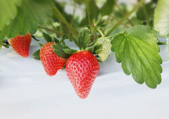 東温ゆめいちご1