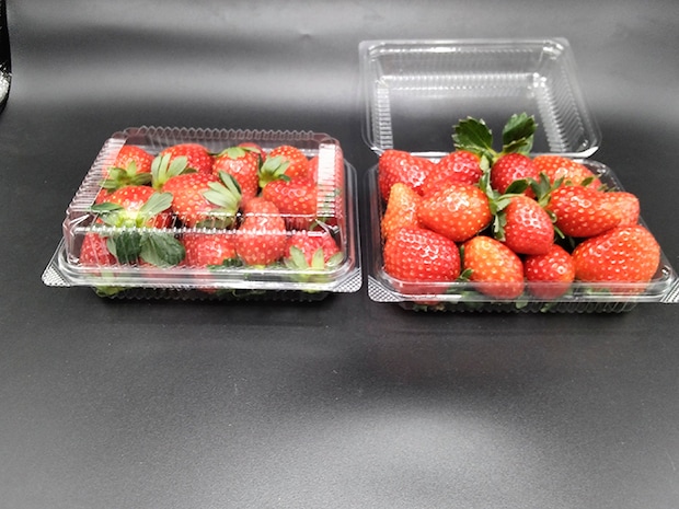 【東温ゆめいちご いちご狩り 愛媛/東温市】 いちご専業農園で味わう冬の贅沢