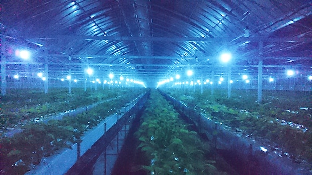 【東温ゆめいちご いちご狩り 愛媛/東温市】 いちご専業農園で味わう冬の贅沢