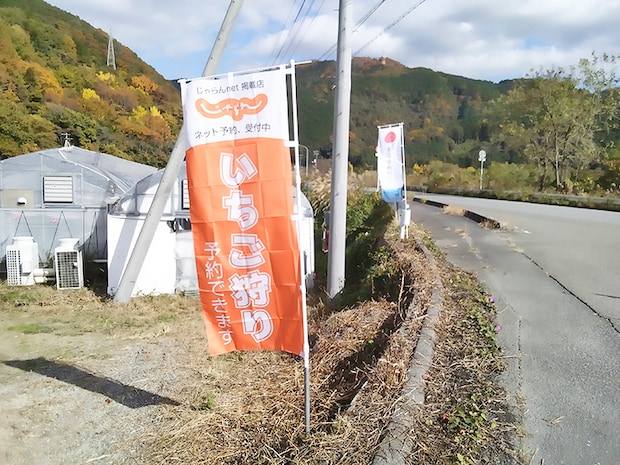 【東温ゆめいちご いちご狩り 愛媛/東温市】 いちご専業農園で味わう冬の贅沢