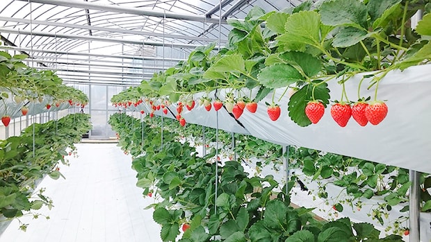 【東温ゆめいちご いちご狩り 愛媛/東温市】 いちご専業農園で味わう冬の贅沢