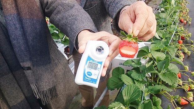 【東温ゆめいちご いちご狩り 愛媛/東温市】 いちご専業農園で味わう冬の贅沢