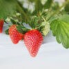 【東温ゆめいちご 愛媛/東温市】 いちご専業農園で味わう冬の贅沢［愛媛でいちご狩り］