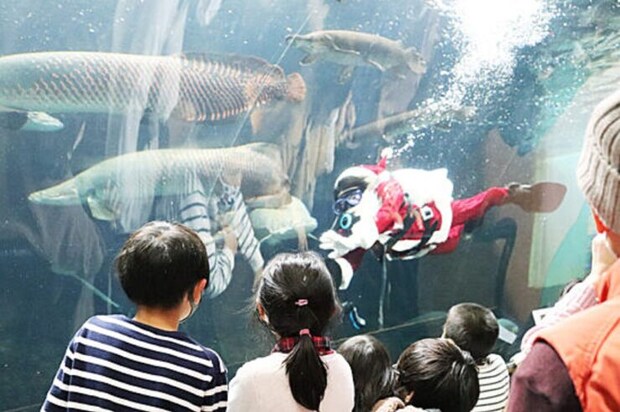 虹の森公園おさかな館クリスマスイベント ~ナイトアクアリウム・ウィンターイルミネーション・ダイバーサンタ~|2025愛媛のクリスマスイベント