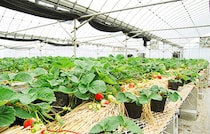 【いちごファーム北条 愛媛/松山市】 ハウスいっぱいに広がるいちごの甘い香りで特別なひととき［愛媛でいちご狩り］