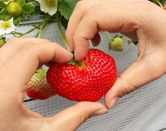 まんまイチゴ園_1