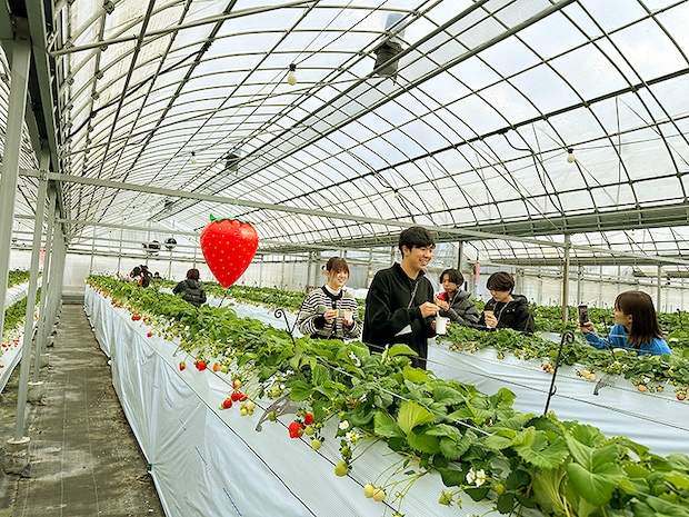 【まんまイチゴ園 いちご狩り 愛媛/松前町】 松前町の綺麗な地下水で育った9品種のいちごを食べ比べ