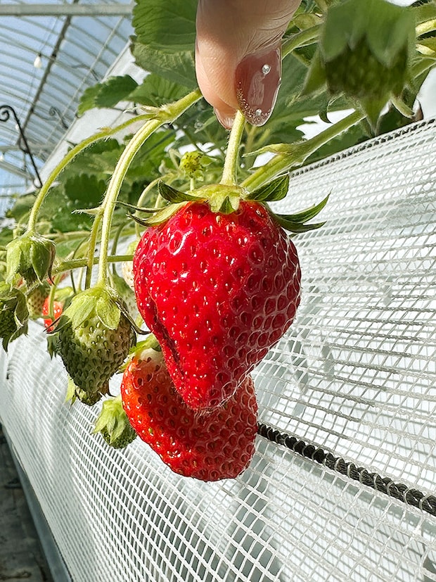 【まんまイチゴ園 いちご狩り 愛媛/松前町】 松前町の綺麗な地下水で育った9品種のいちごを食べ比べ