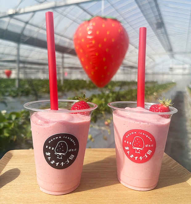 【まんまイチゴ園 いちご狩り 愛媛/松前町】 松前町の綺麗な地下水で育った9品種のいちごを食べ比べ