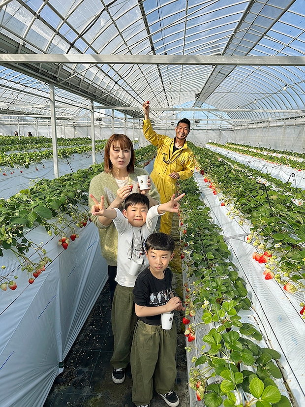 【まんまイチゴ園 いちご狩り 愛媛/松前町】 松前町の綺麗な地下水で育った9品種のいちごを食べ比べ