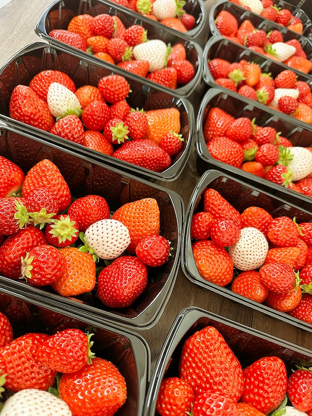 【まんまイチゴ園 いちご狩り 愛媛/松前町】 松前町の綺麗な地下水で育った9品種のいちごを食べ比べ