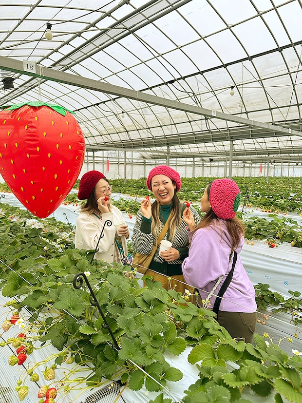 【まんまイチゴ園 いちご狩り 愛媛/松前町】 松前町の綺麗な地下水で育った9品種のいちごを食べ比べ