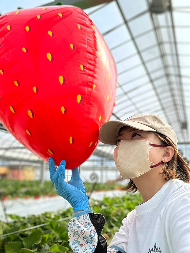 【まんまイチゴ園 いちご狩り 愛媛/松前町】 松前町の綺麗な地下水で育った9品種のいちごを食べ比べ