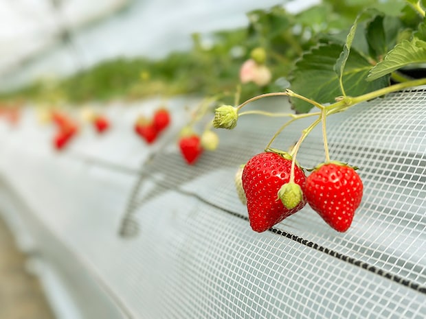 【まんまイチゴ園 いちご狩り 愛媛/松前町】 松前町の綺麗な地下水で育った9品種のいちごを食べ比べ