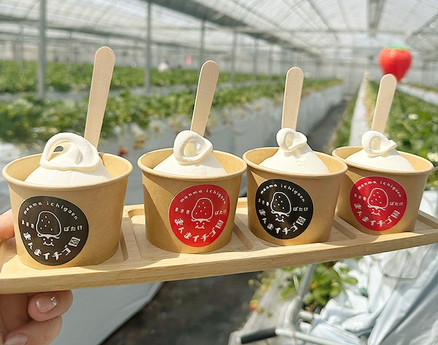 【まんまイチゴ園 いちご狩り 愛媛/松前町】 松前町の綺麗な地下水で育った9品種のいちごを食べ比べ