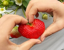 【まんまイチゴ園 愛媛/松前町】 完熟いちご11品種食べ比べ！スイーツやソフトも楽しめる松前町の人気スポット［愛媛でいちご狩り］