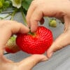 【まんまイチゴ園 愛媛/松前町】 完熟いちご11品種食べ比べ！スイーツやソフトも楽しめる松前町の人気スポット［愛媛でいちご狩り］