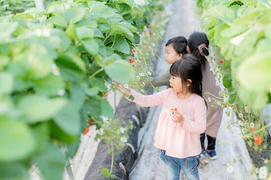 【ひのいちご園 愛媛/西条市】 石鎚山のおいしい水で育った絶品いちご［愛媛でいちご狩り］