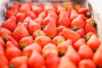 🍓愛媛いちご狩り完全ガイド2026！松山・西条・今治・大洲の人気農園まとめ［愛媛でいちご狩り｜随時更新］