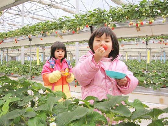 【久万農業公園アグリピア  愛媛/久万高原町】 親子で楽しめる2段ベンチ式のイチゴ農園へ行ってみよう!［愛媛でいちご狩り］