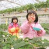 【久万農業公園アグリピア  愛媛/久万高原町】 親子で楽しめる2段ベンチ式のイチゴ農園へ行ってみよう!［愛媛でいちご狩り］