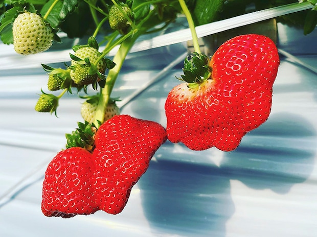 【いちご園みどり いちご狩り 愛媛/伊予市】 希少な品種にも出合える歴史あるいちご園