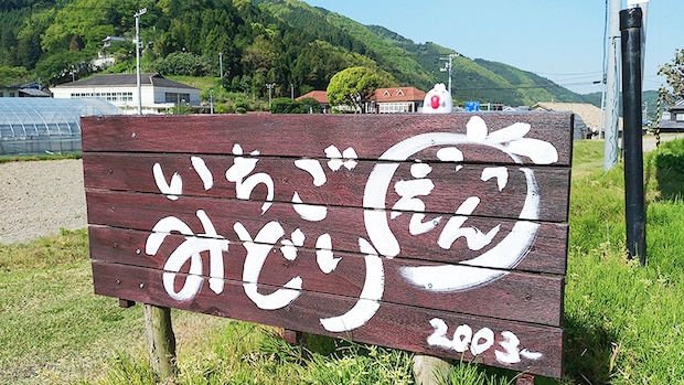 【いちご園みどり いちご狩り 愛媛/伊予市】 希少な品種にも出合える歴史あるいちご園