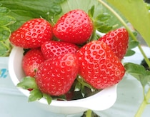 【いちご園みどり いちご狩り 愛媛/伊予市】 希少な品種にも出合える歴史あるいちご園