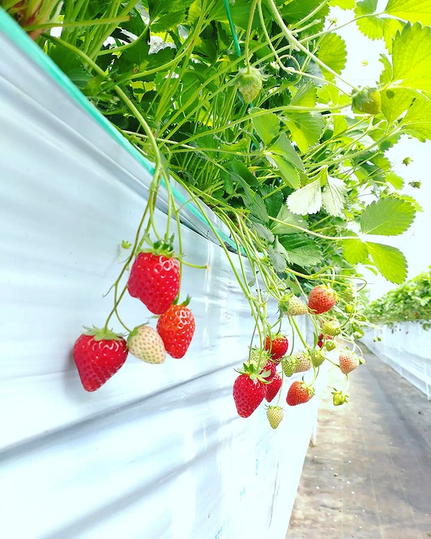 【いちご園みどり いちご狩り 愛媛/伊予市】 希少な品種にも出合える歴史あるいちご園