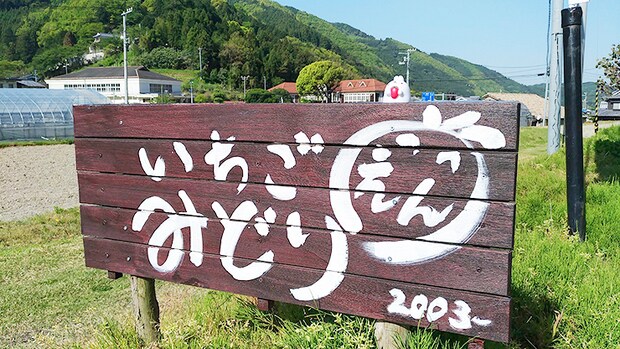 【いちご園みどり いちご狩り 愛媛/伊予市】 希少な品種にも出合える歴史あるいちご園